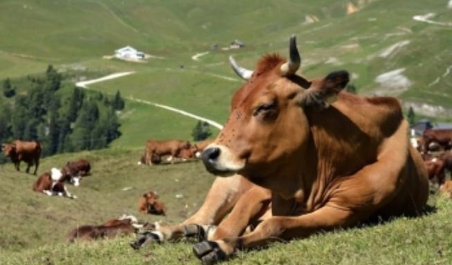 Communiqué de LMR - Élevage bovin et climat : au pays de la gastronomie, nos dirigeants seraient-ils devenus fous ?