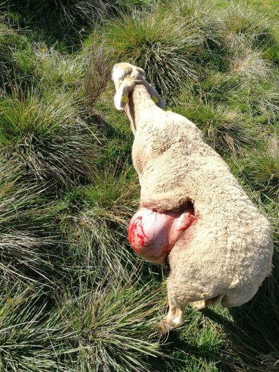 LMR ''Le Mouvement de la Ruralité communique - Stop aux atrocités du loup !